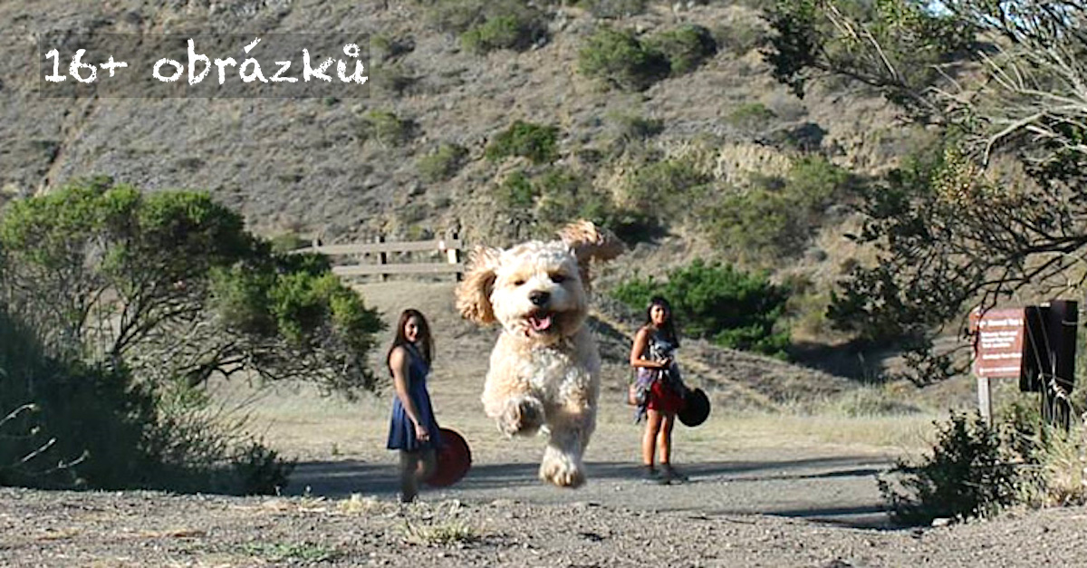 16+ dokonalých momentek, kdy se ze psů stávají obři