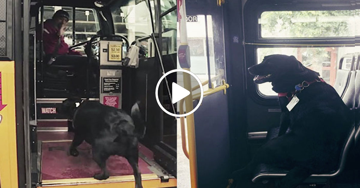 Labrador každý den zvládá cestu MHD do parku naprosto sám