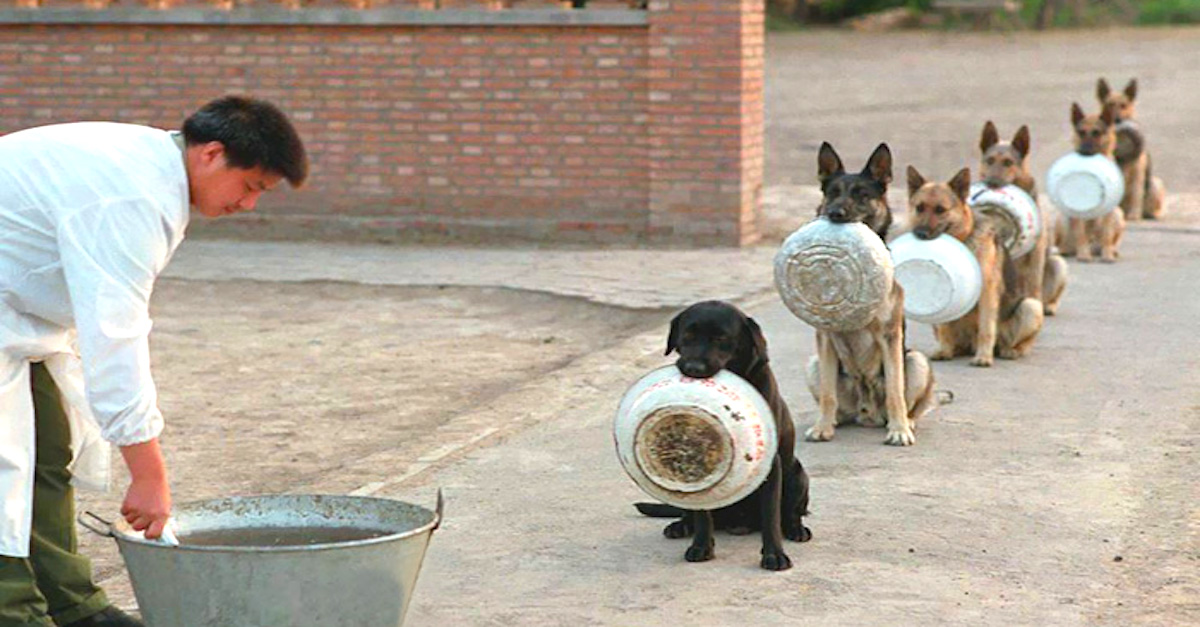 Policejní psi v Číně mají lepší etiketu než většina lidí
