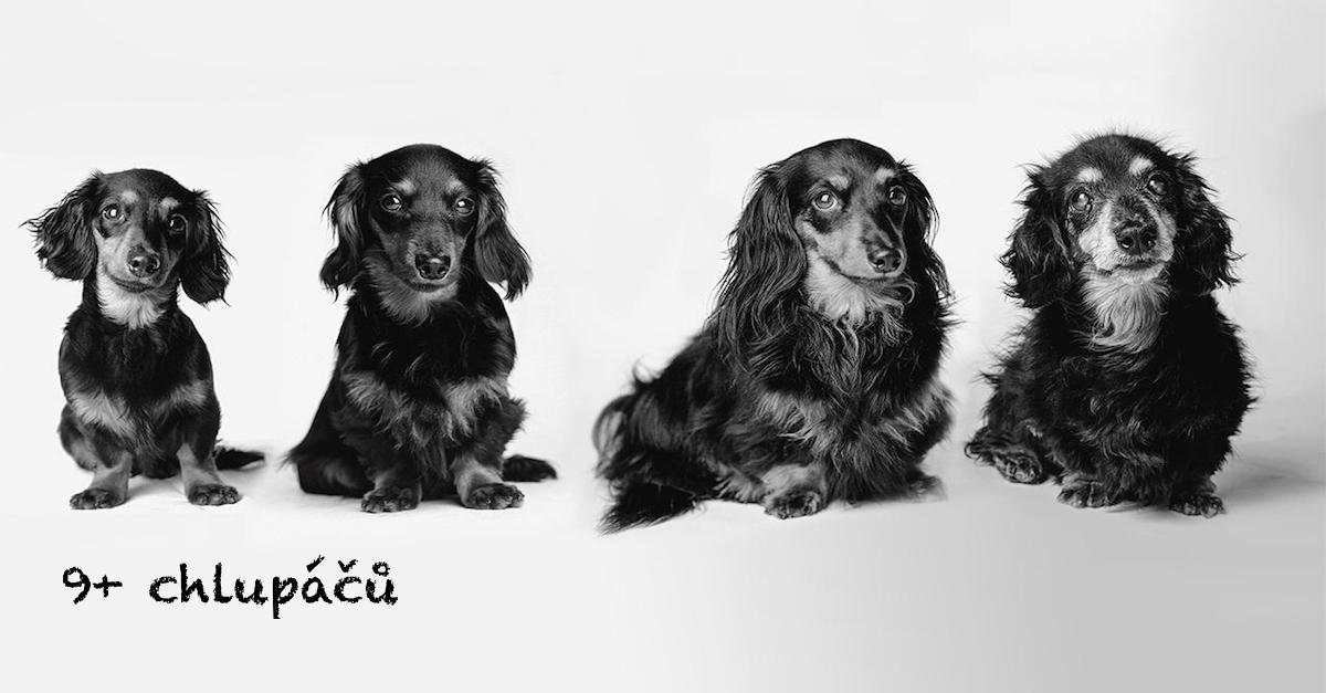 Dojemné psí obrázky od štěňat po stáří