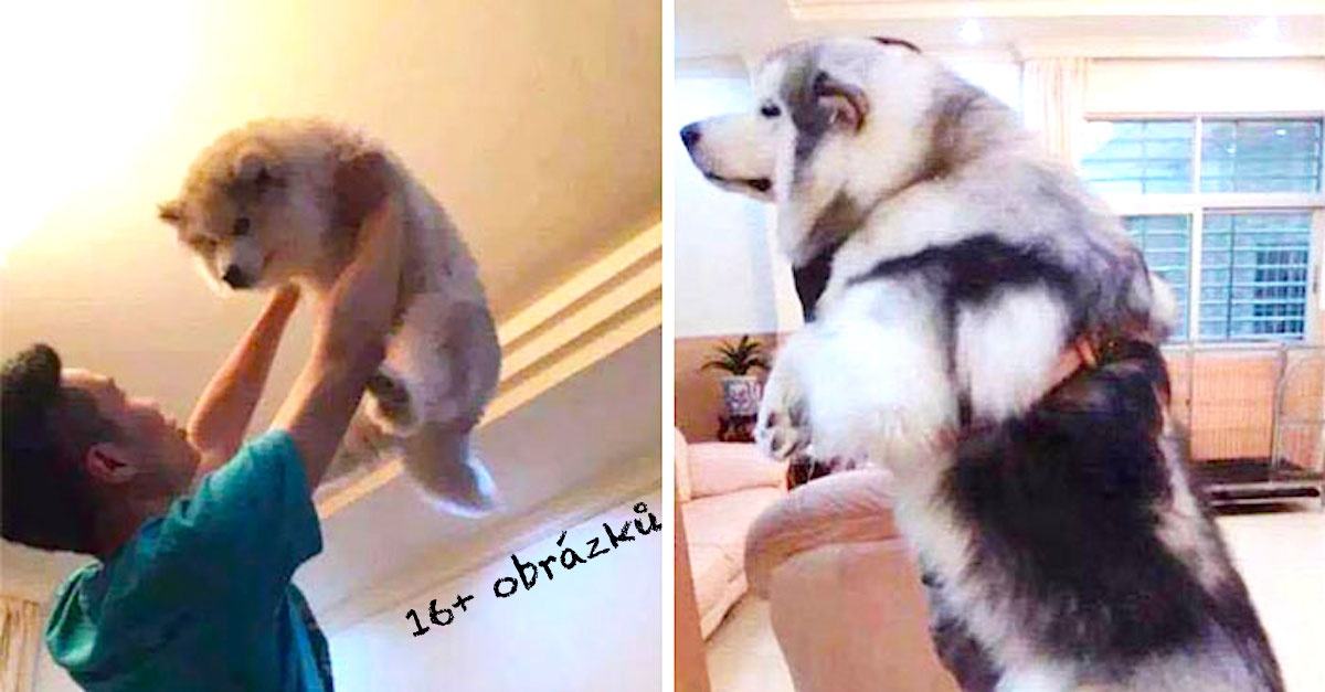 16+ PŘED a POTÉ: Pejskaři dokumentují vyrůstání svých čtyřnohých přátel