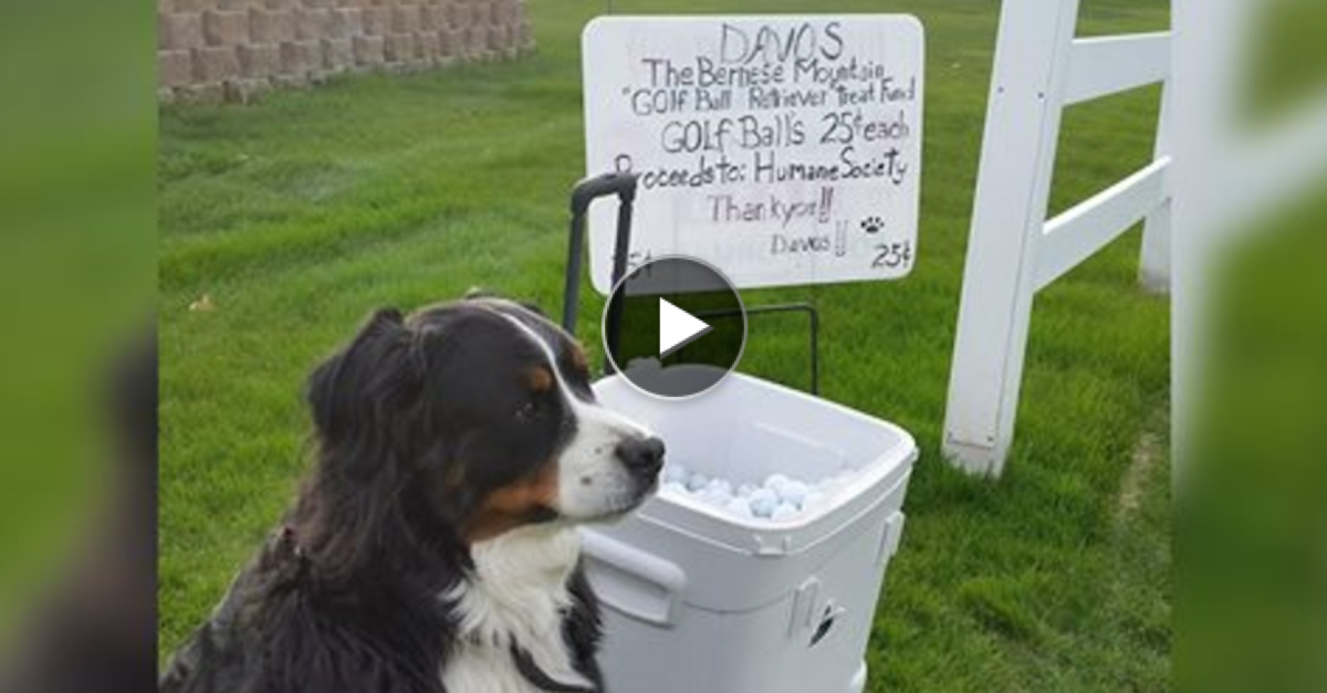 Pes hledá ztracené golfové míčky, aby podpořil místní útulek