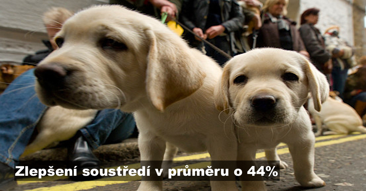 VÝZKUM: Chvíle se psem studentův výsledek zvýší až o 44%