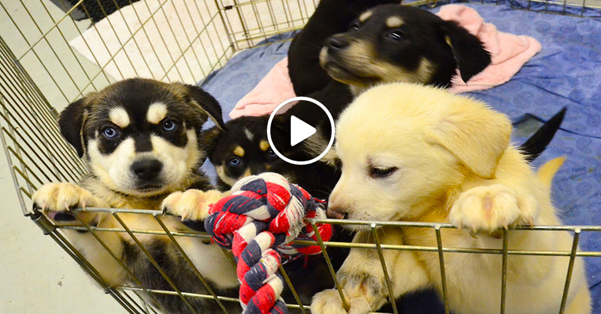 Univerzity vytvářejí místnosti se štěňaty, aby ulevili vystresovaným studentům