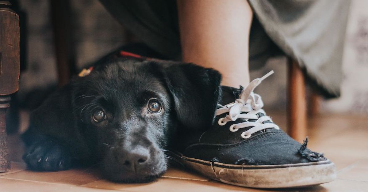 Fotograf psů roku už je známý! Podívejte se na nejlepší soutěžící