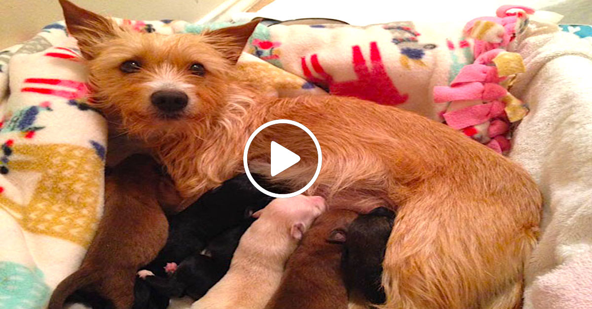 Neznámý člověk vyhodil štěňata z auta a nechal je ležet u cesty, tahle fenka se jich s radostí ujala ❤