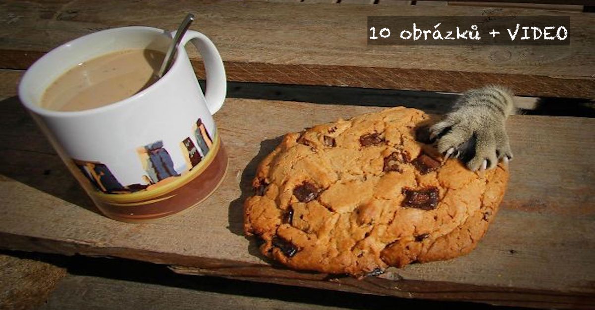 12 psů, kteří byli chyceni při činu