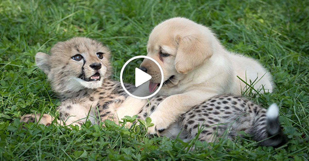 Psi pomáhají přežít gepardům, protože se příliš stydí