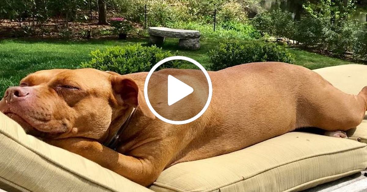 Týraný pes strávil 8 let ležením na stejném místě v suterénu, nyní má všechny pelechy, které si vysnil