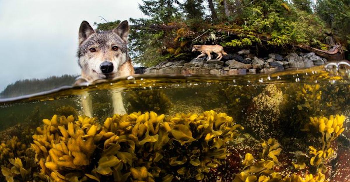Tohle je vzácný mořský vlk, který v moři plave hodiny každý den