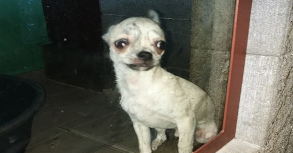 Jak je to ve skutečnosti s kauzou „týrané čivavy“ v Kaplici