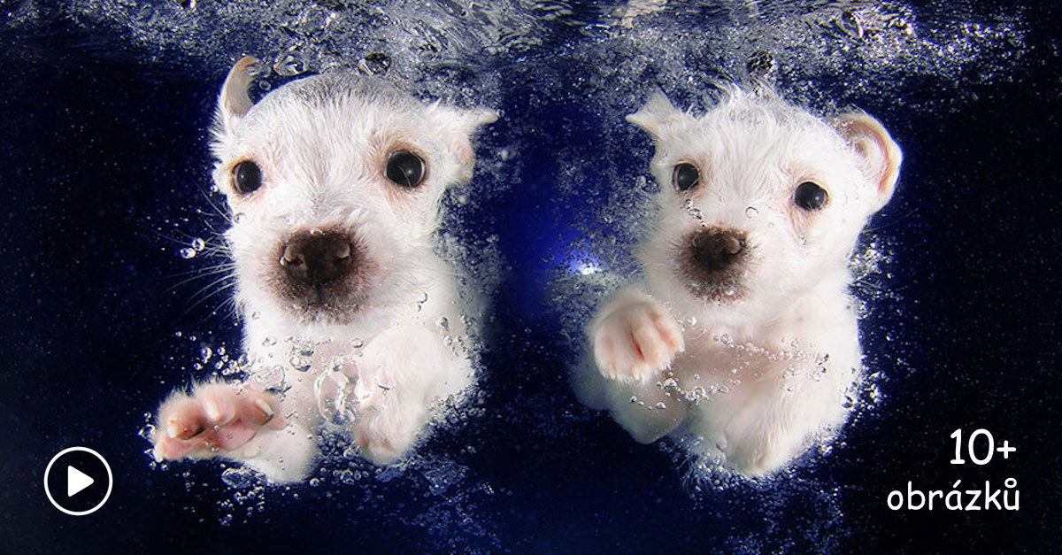 Když štěně miluje vodu ♡