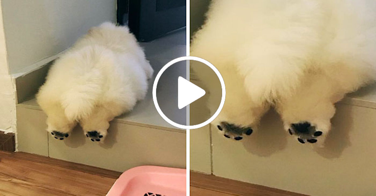 Tohle chlupaté klubíčko štěstí si každý zamiluje