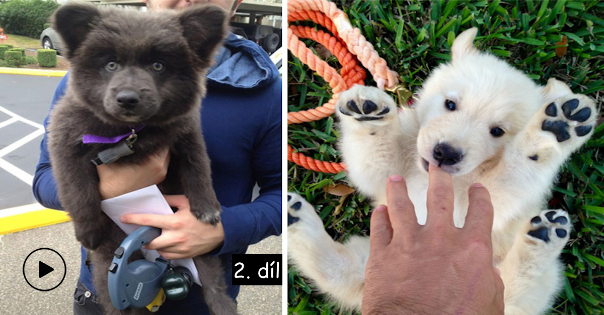 16 štěňat, která vypadají jako plyšoví méďové