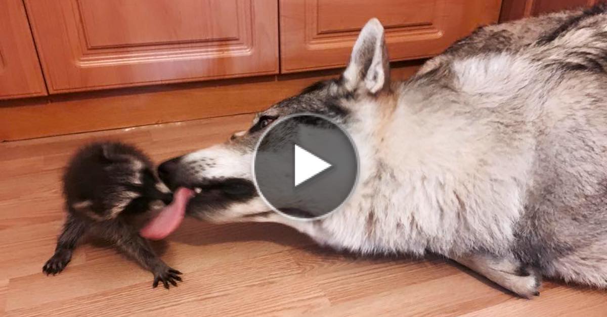 Československý vlčák je úžasnou adoptivní mamkou opuštěného mývala