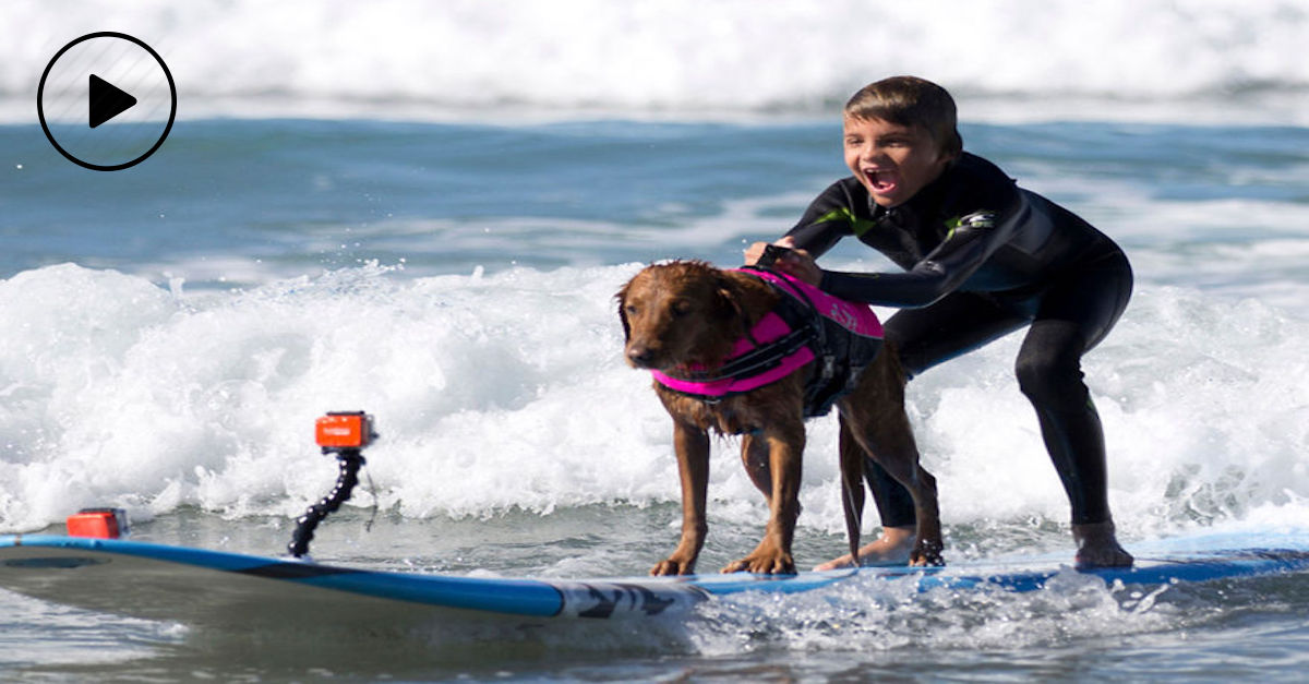 Můj asistenční pes nezvládl zkoušku, ale nyní pomáháme ještě více!