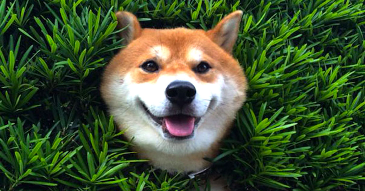 Shiba inu uvízla v živém plotu a předstírala, že je vše v pořádku