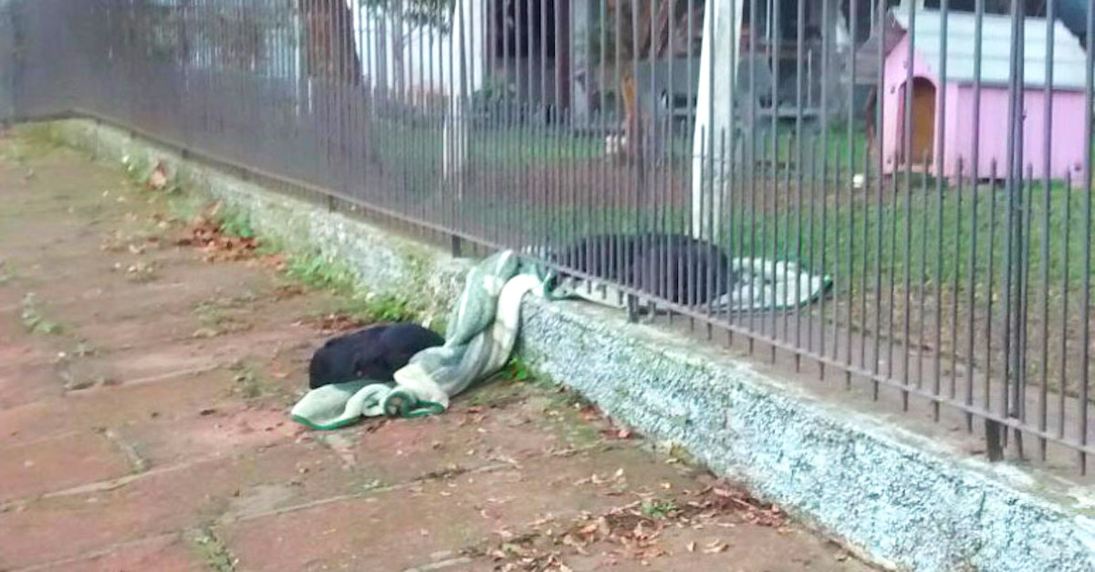 Nechápala, proč její nové štěně tahá deku za plot, poté uviděla tohle