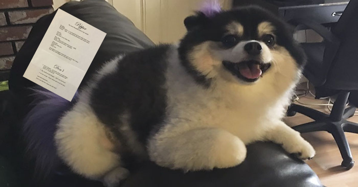 Žena se bála nechat psa u synovce na hlídání, tak napsala „návod k použití“, který pobavil celý svět