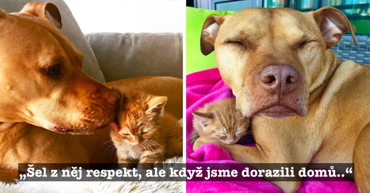 Zachránili jsme pitbula a dali mu kotě, chová se k ní jako k vlastní