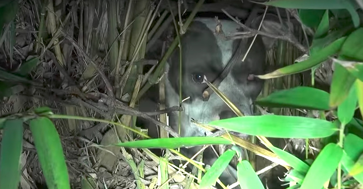 Záchrana zraněné fenky z ulice + úžasné překvapení