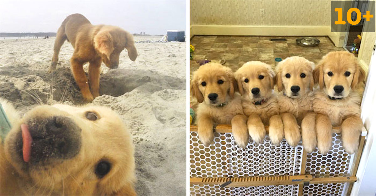 10+ štěňat zlaťáků jako ta nejryzejší věc na světě