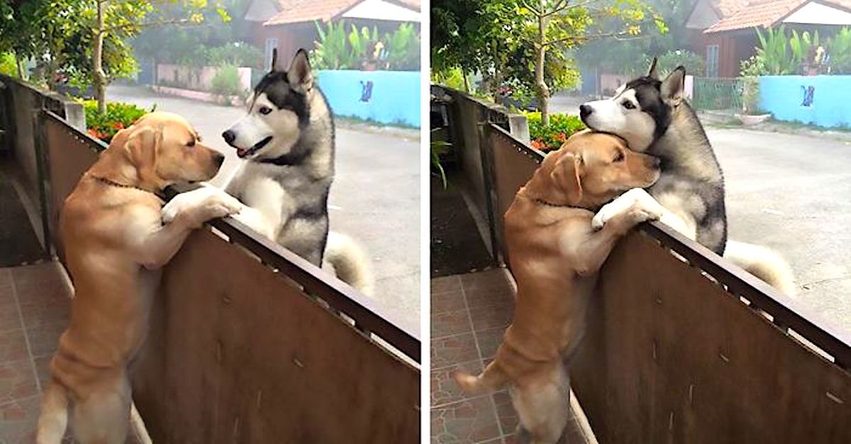 Tenhle pes se cítil osamoceně, a tak utekl, aby objal svého kamaráda