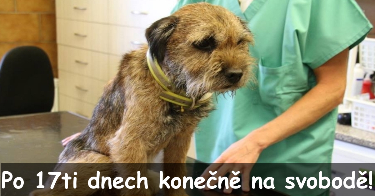 Horor v Českém ráji se změnil v ZÁZRAK! Po 2 týdnech se pes z nory vyhrabal