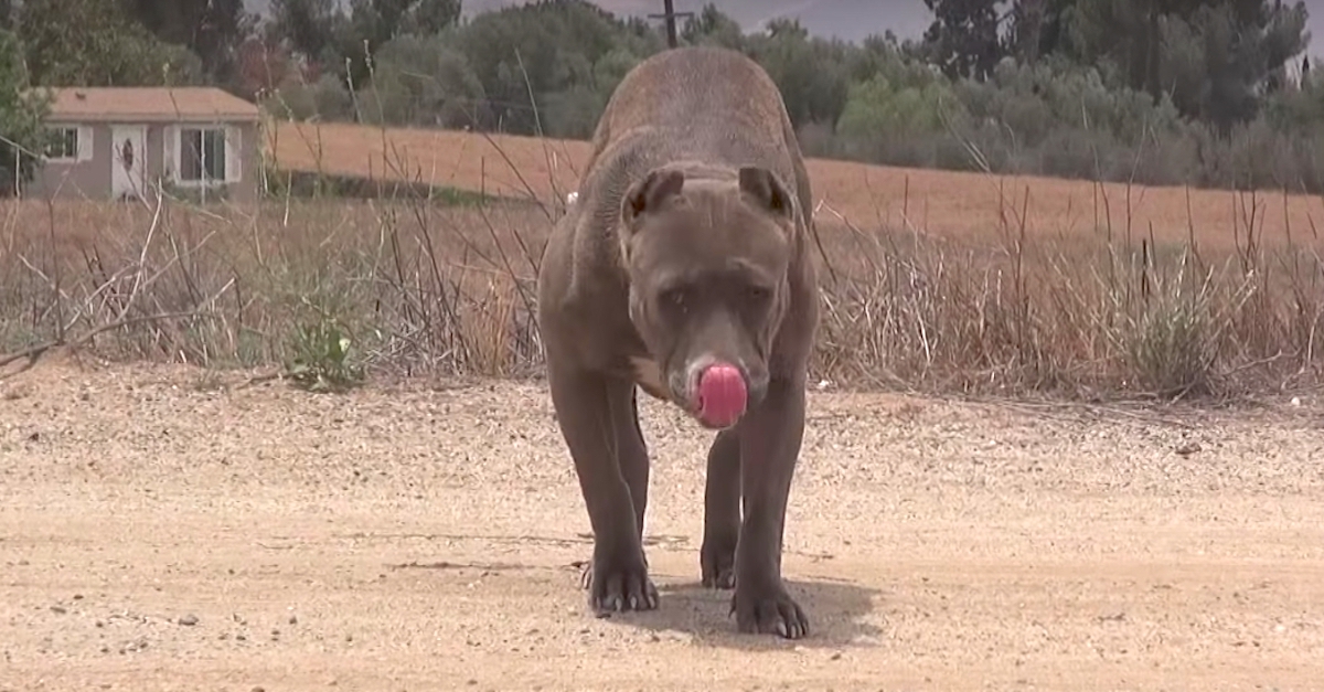 Údajně agresivní pitbul hledal pouze normální domov