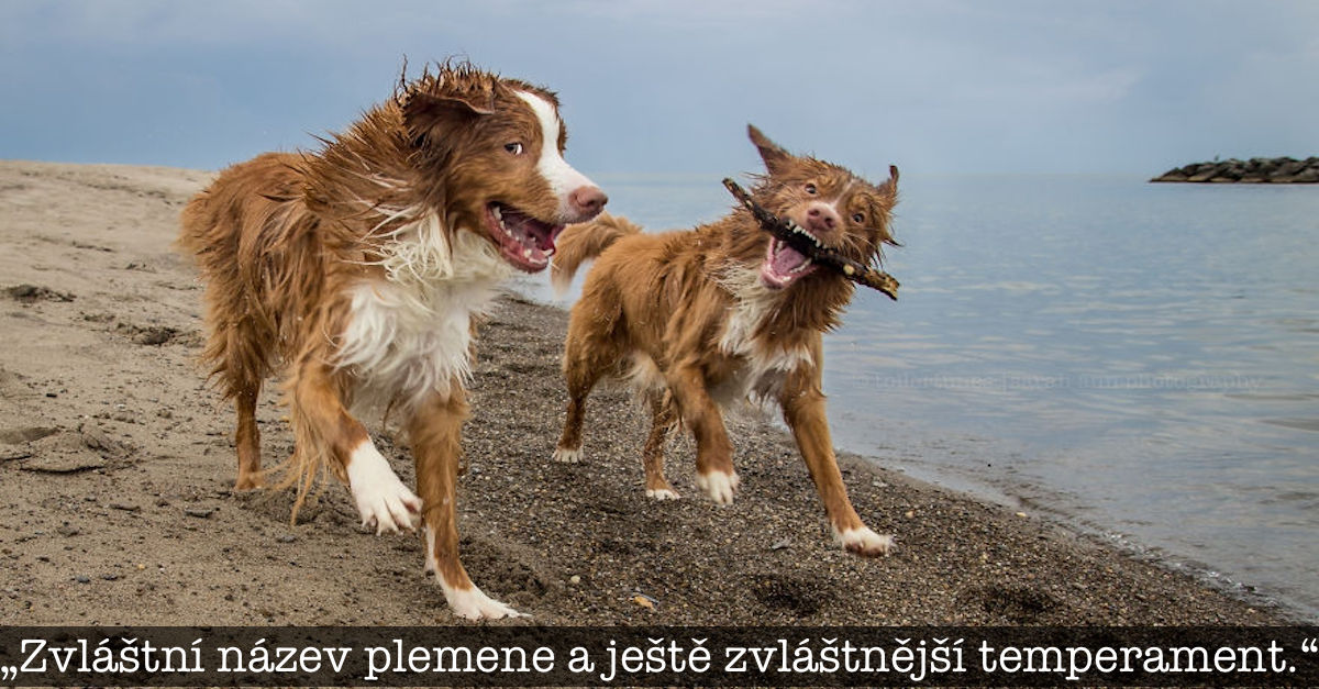 Psi, kteří objevují svět tím nejúžasnějším způsobem