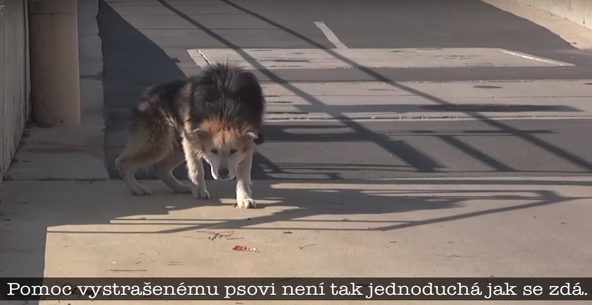 Záchrana starého opuštěného psa u vodárny