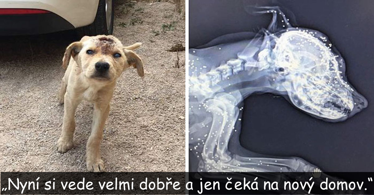 Tohle pouliční štěně bylo několikrát střeleno do hlavy, ale to mu nevzalo sílu bojovat