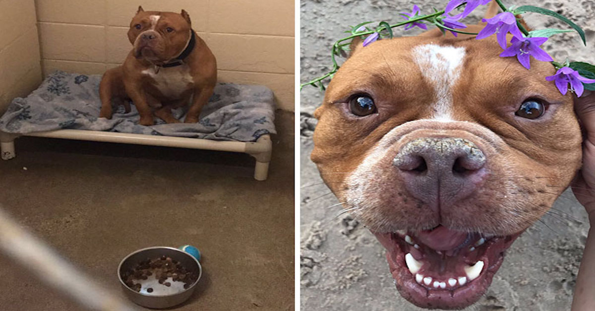 „Moje sestra adoptovala svého prvního psa a obrázky před a poté mě rozbrečely“