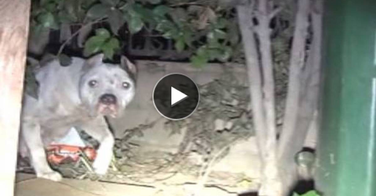 Záchranná akce: Fenka pitbula z ulice vrhla štěňata, a navíc měla v žaludku nebezpečný předmět