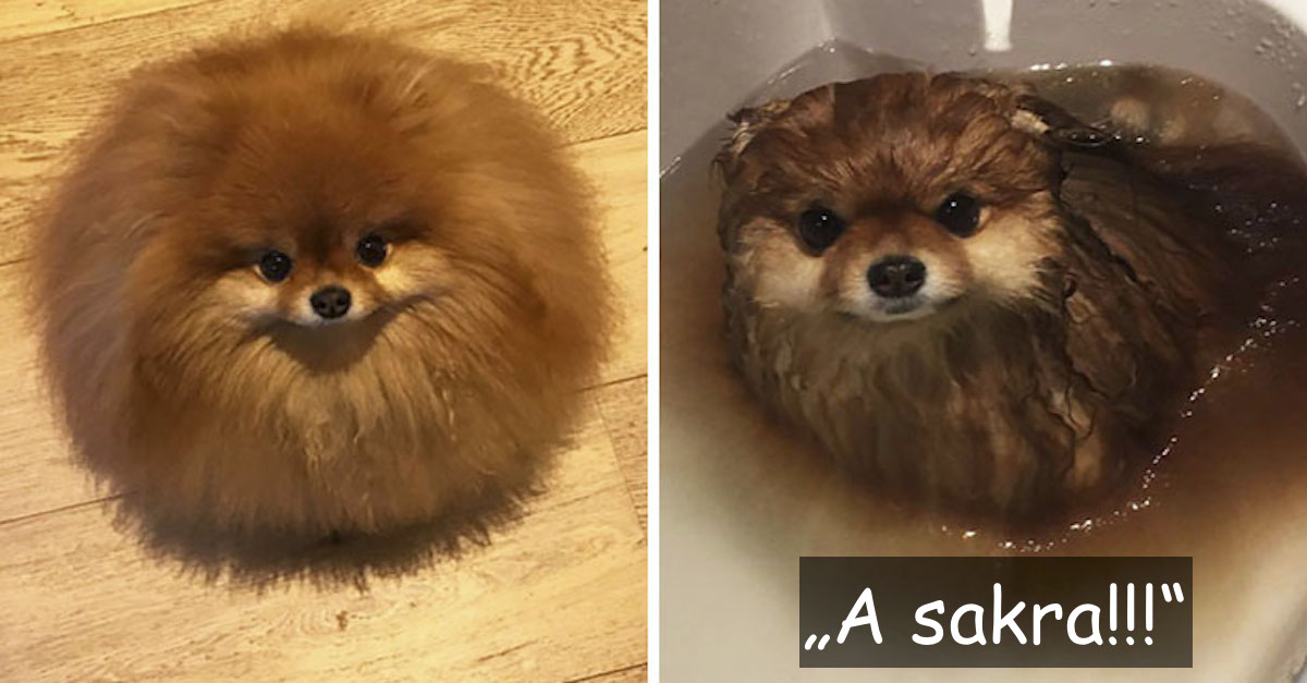 Věděli jste, že se pomeranian ve vodě rozpustí? Tenhle majitel se to dozvěděl šokem