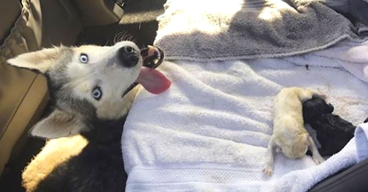 „Mám fenku huskyho, která porodila na zadním sedadle auta. Prosím, neříkejte to manželovi.“