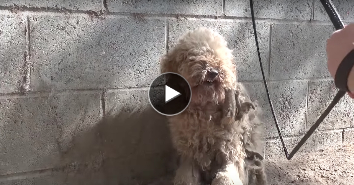 Neuvěřitelně zanedbaný Pudl a jeho úžasná proměna