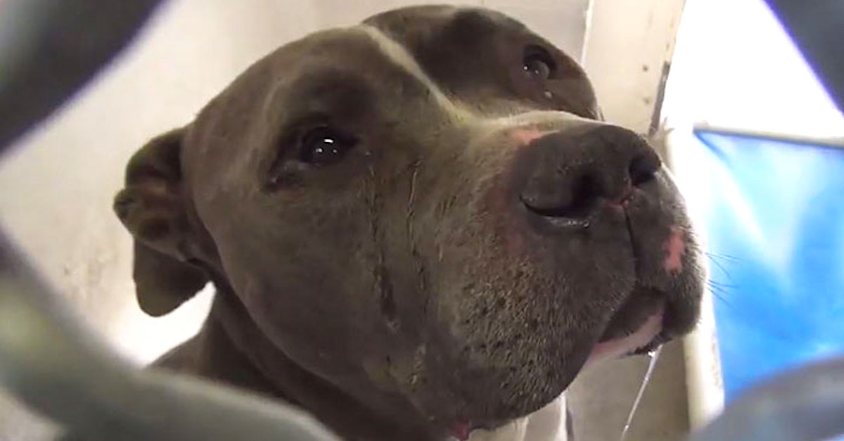 Zlomený pitbul brečel poté, co ho rodina zanechala v útulku