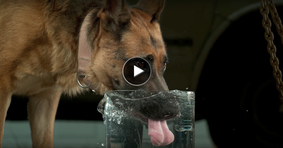 Jak psi pijí vodu? (zpomalené záběry)