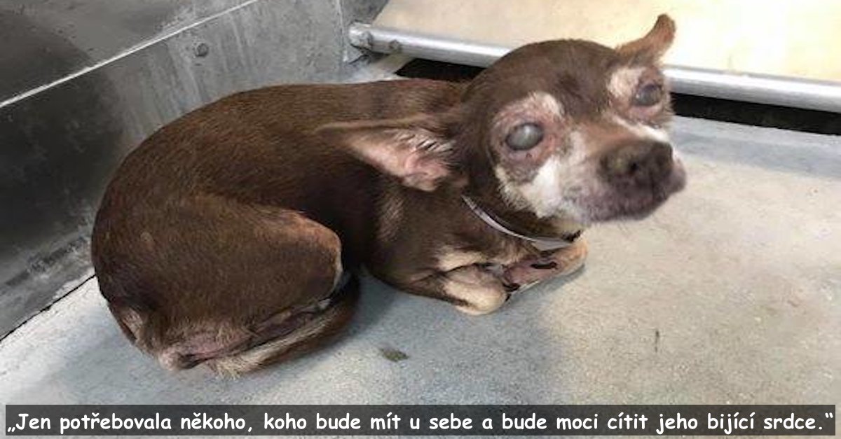 Slepý pes v útulku neudržel emoce, když přišla záchrana