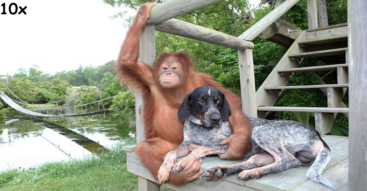 Neobvyklá přátelství, která zahřejí u srdce