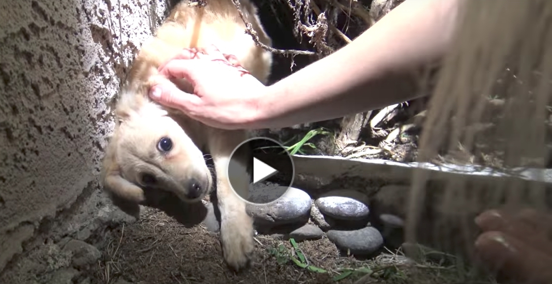 Záchrana chlupatého štěstí aneb psi, liška a čuně