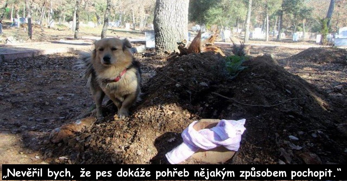 Truchlící pes chodí na hrob svého majitele každý den