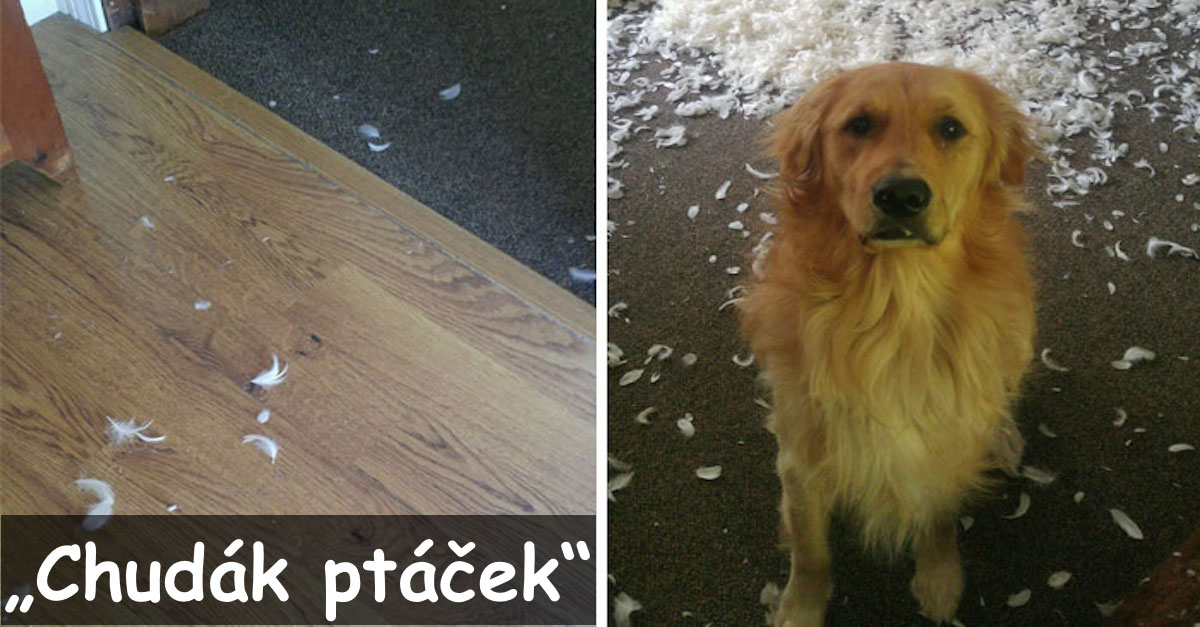 10+ nejzábavnějších probuzení pejskařů
