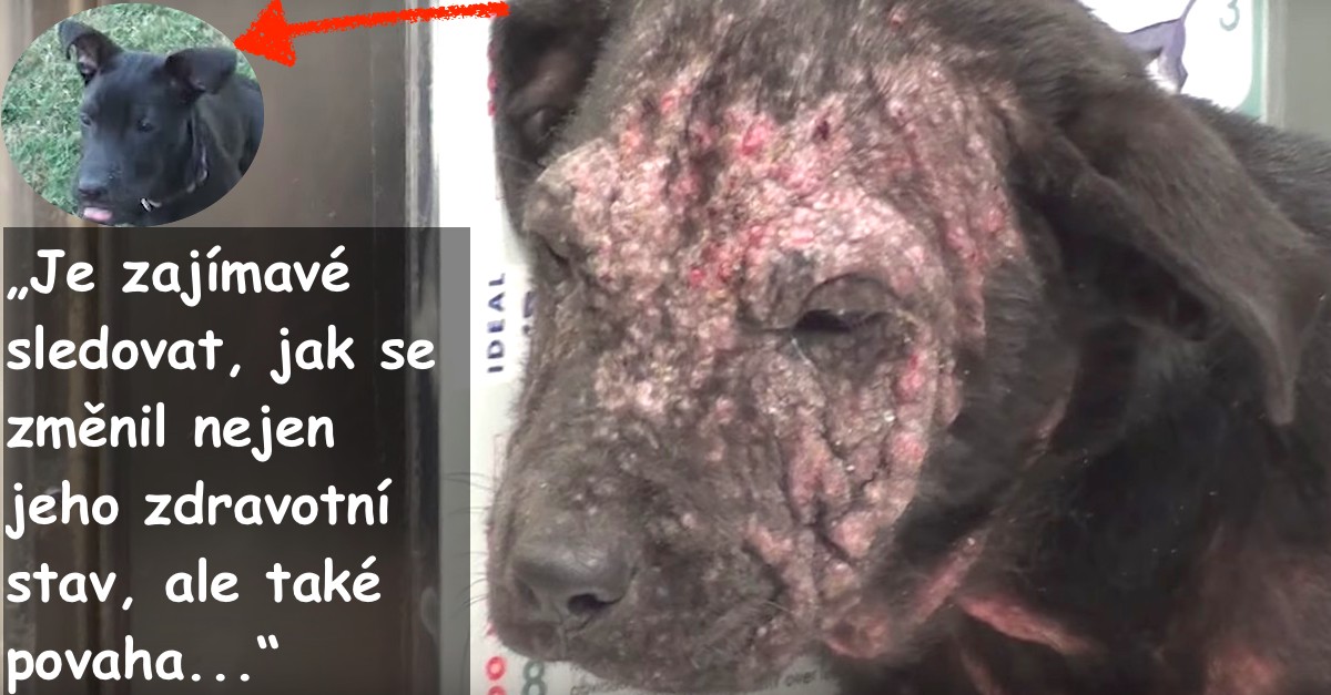 Úžasná proměna vystrašeného štěněte s prašivinou trvala 3 měsíce