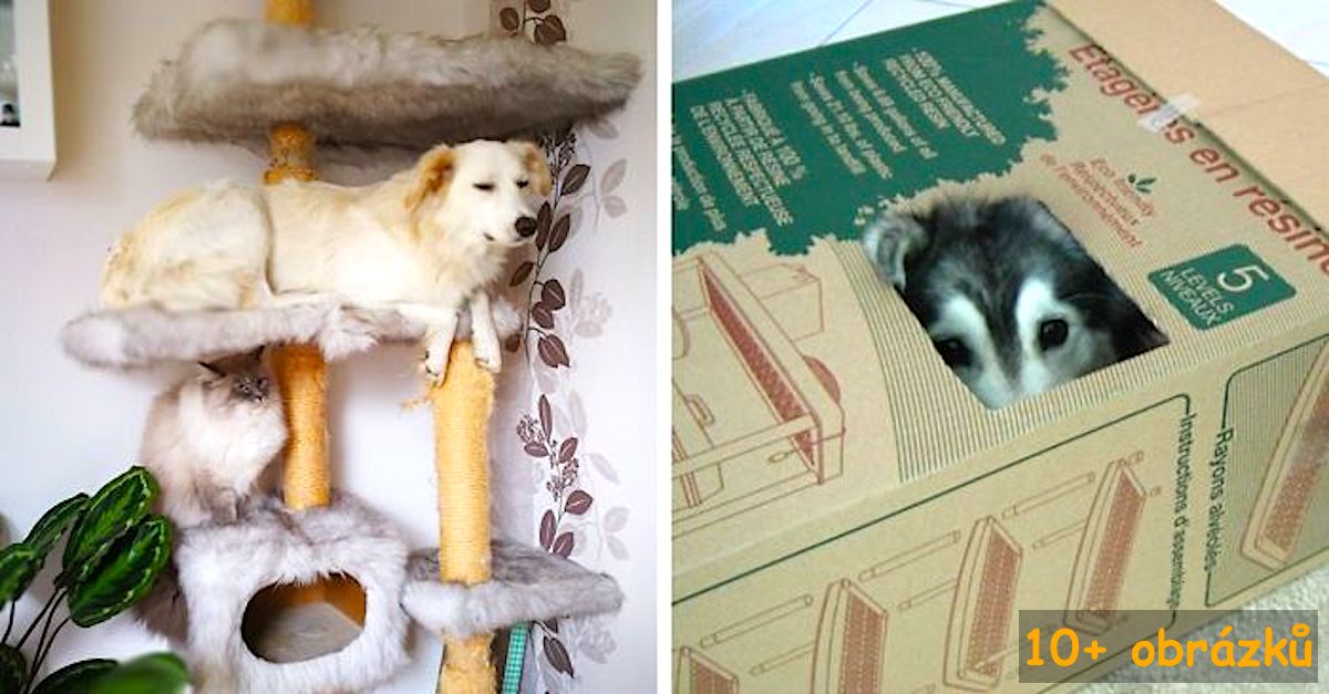 10+ Psů, kteří si myslí, že jsou kočky