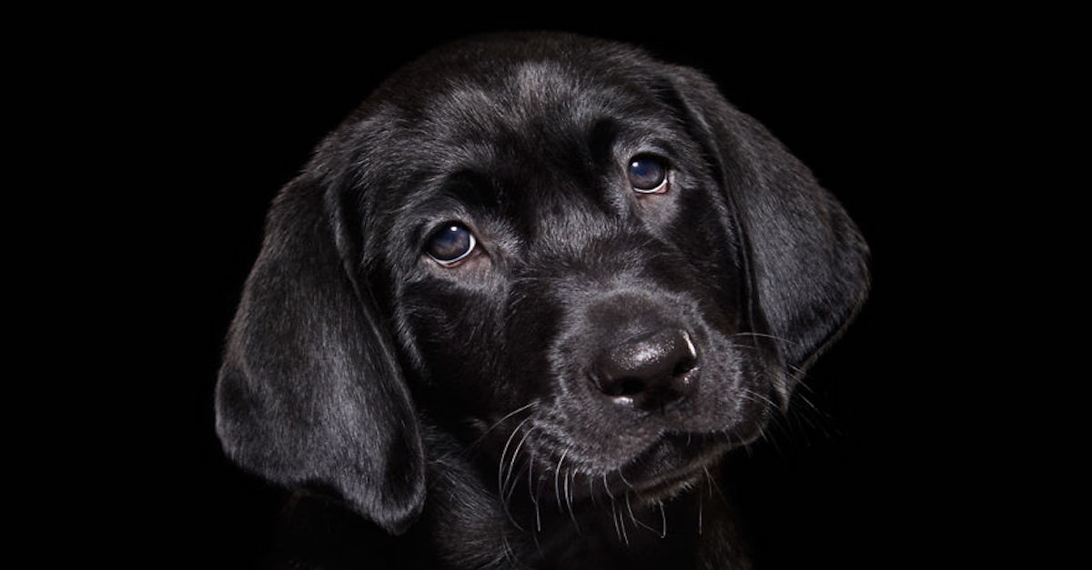 Přehlížení černí psi v útulcích: Fotograf řeší jejich problém
