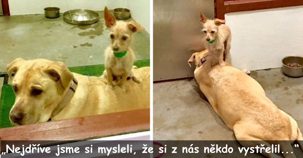 Pes v útulku je stále přilepený na svého většího parťáka, aby se ujistil, že je adoptují společně