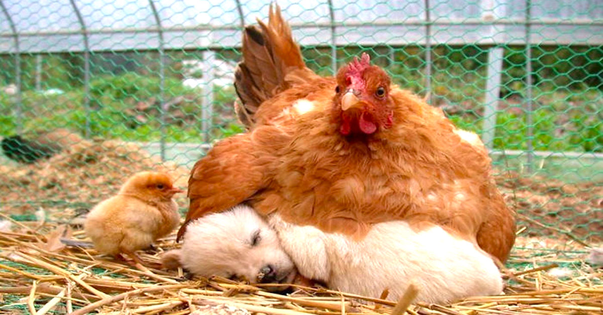 8 nejlepších adoptivních maminek