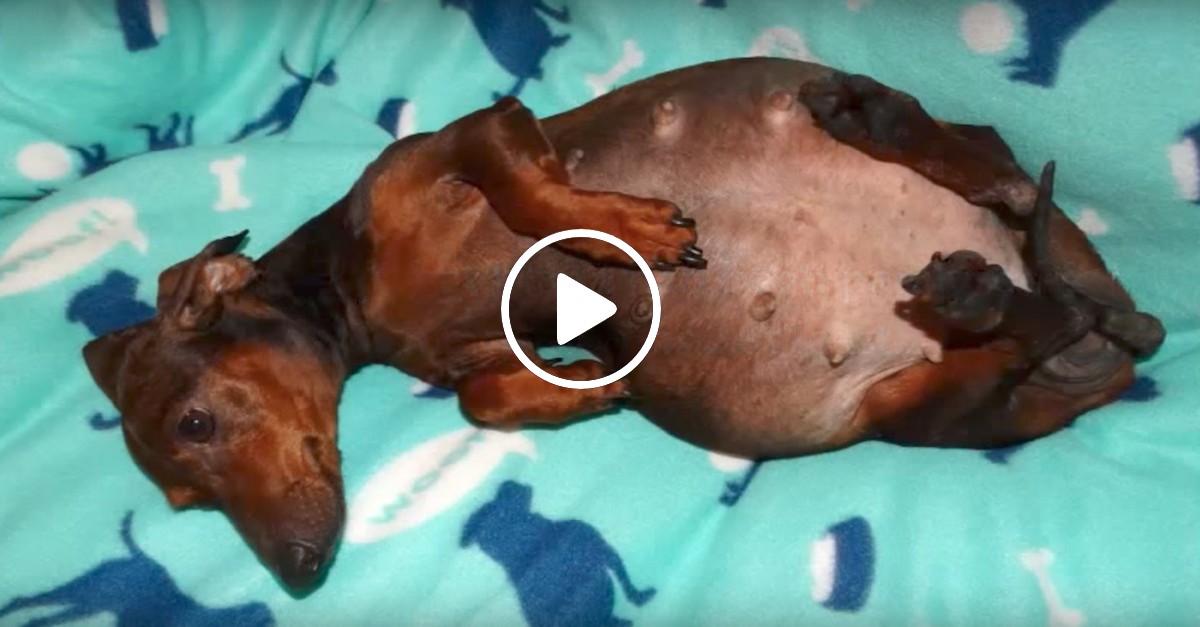 Těhotná fenka jezevčíka měla obrovské břicho, přesto byli záchranáři překvapeni, že začala rodit...